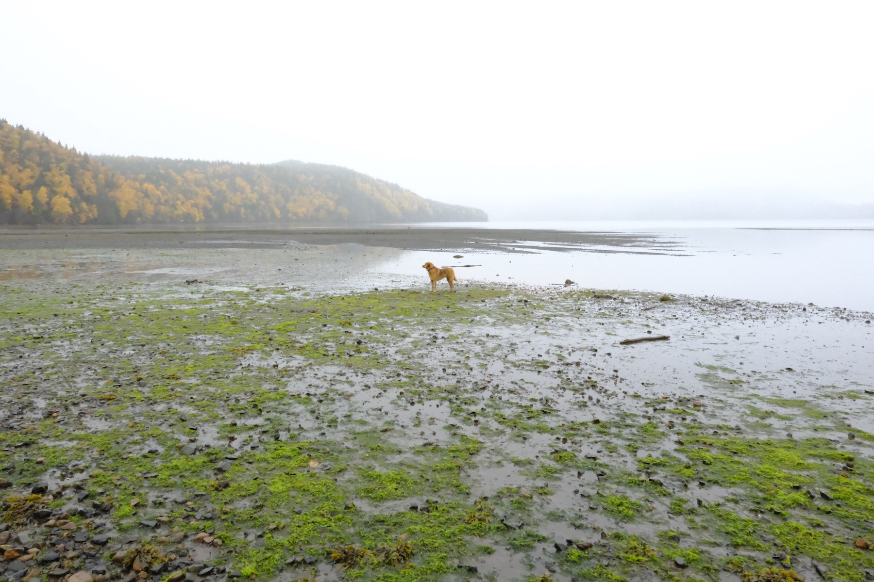 A photograph of a dog standing near the oceans edge at low tide amongst an autumn backdrop.